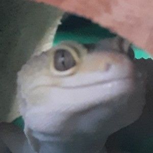 Meet your Posher, Annie